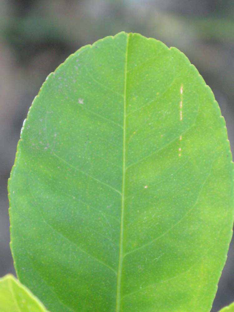              Margin (Winter Haven, FL)       